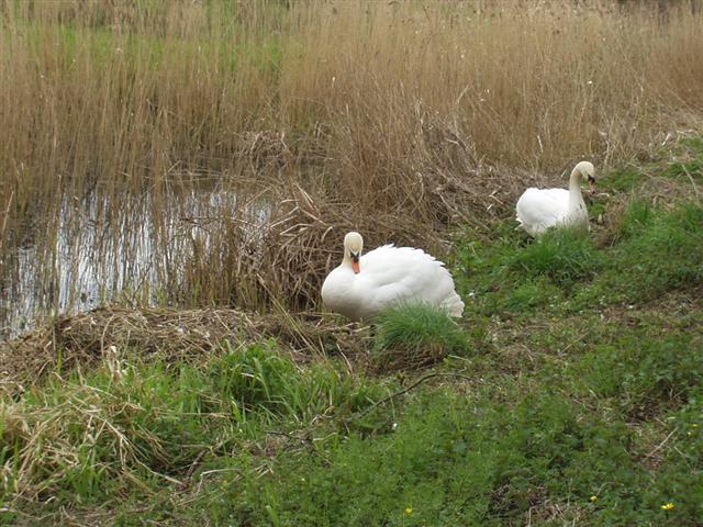  swans 